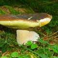 Photo Mushroom picking