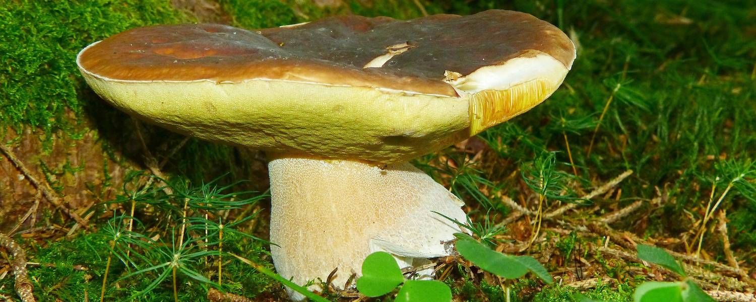 Photo Mushroom picking